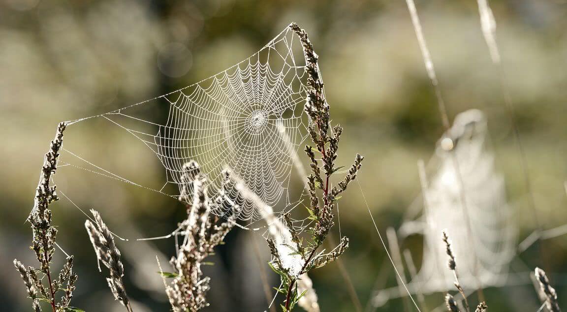 The magic of Fibonacci numbers