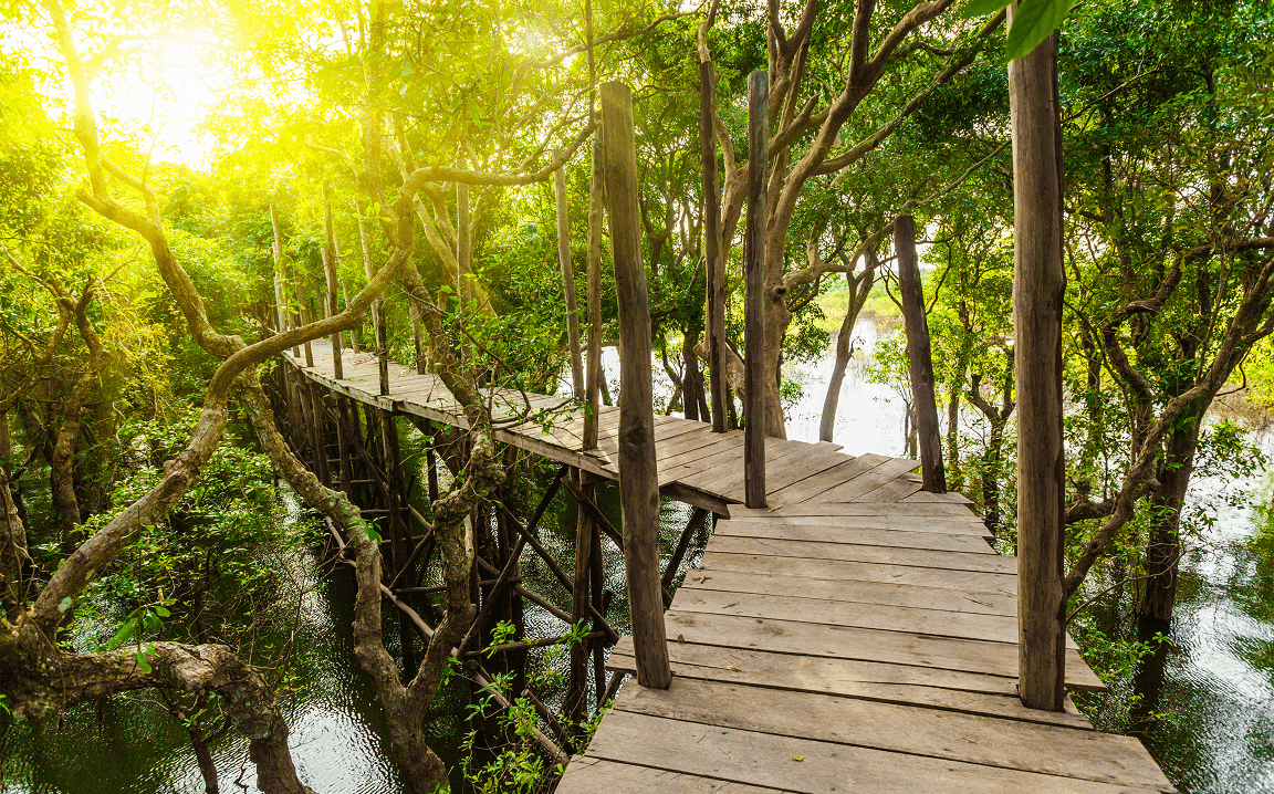 Seeing the market through the trees